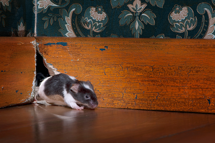 Rodents, Mice, Mouse, Removal Service in Flushing, NY